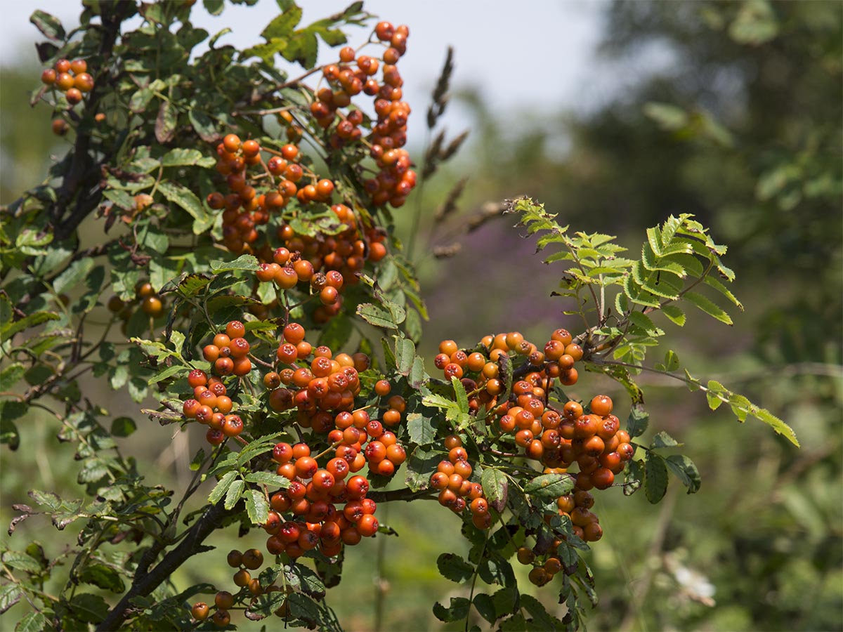 Sorbus aucuparia